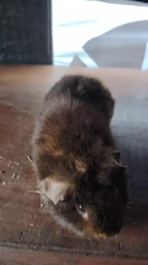 Guinea Pig rodents for sale: Gunipigs babies  - Video 3