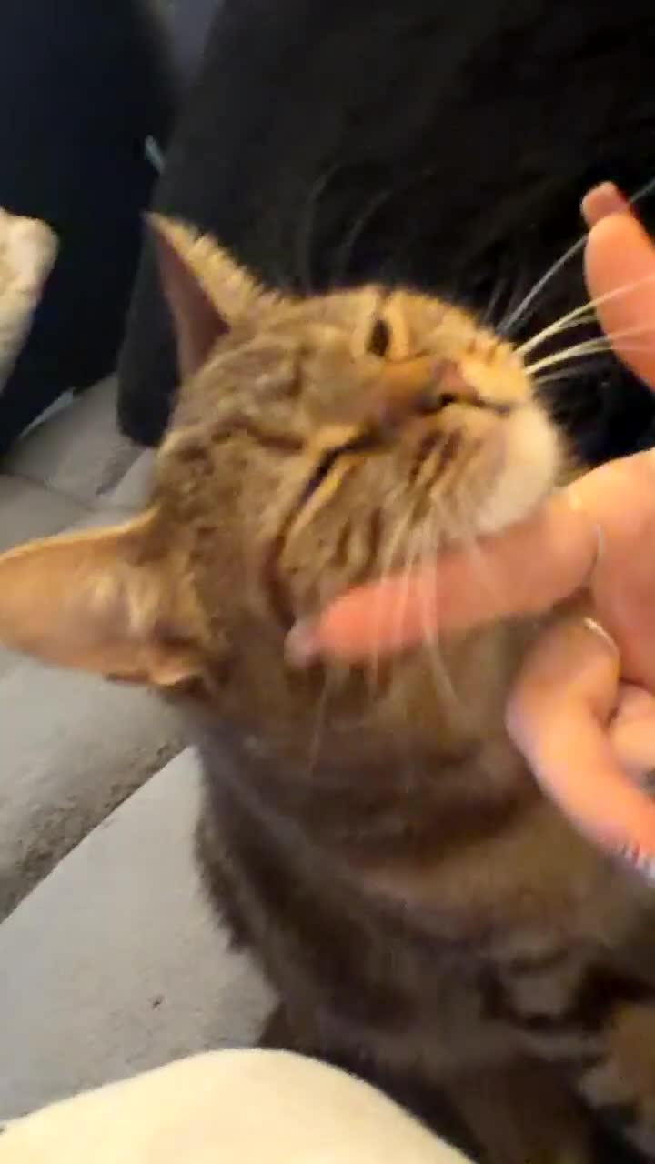 Mixed Breed cats for sale: Bengal mix cat  - Video 1