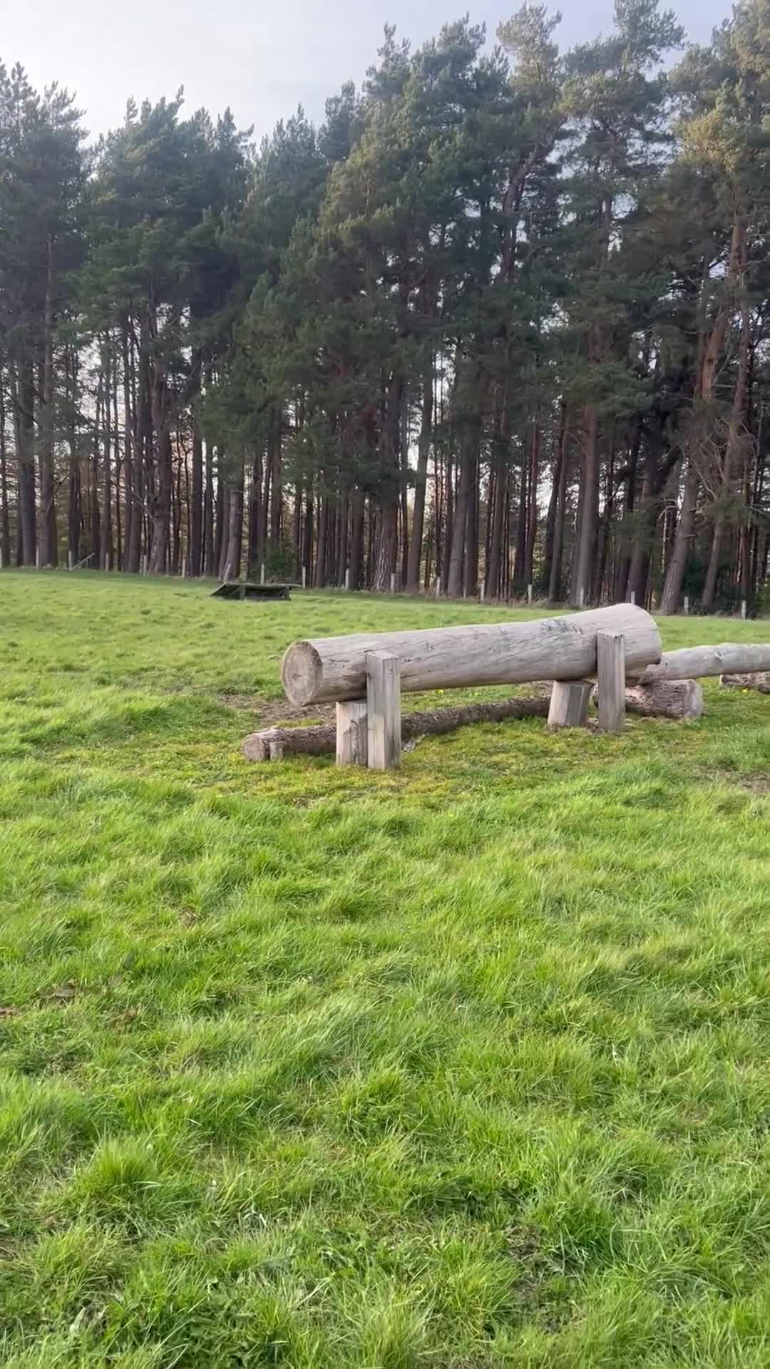 Irish Cob horses for sale: 15hh super fun/safe mare in Newcastle upon Tyne - Video 1