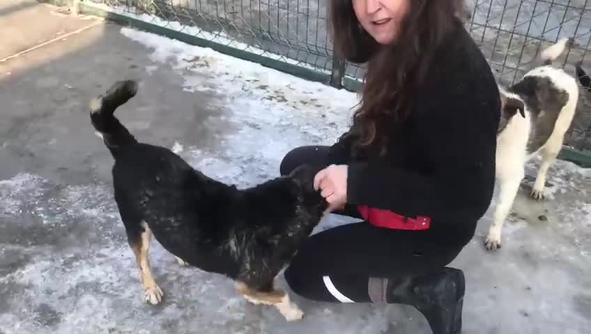 Mixed Breed dogs for adoption: Sybil, Approx 7 years. Reserved STC. - Video 5