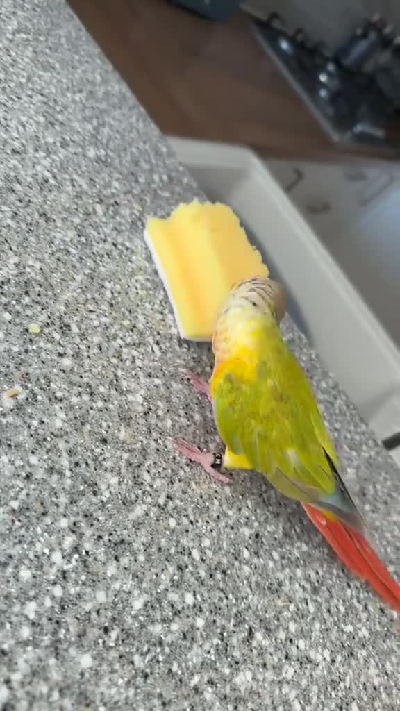 Conures birds for sale: Pineapple GC Conure in Halstead - Video 1