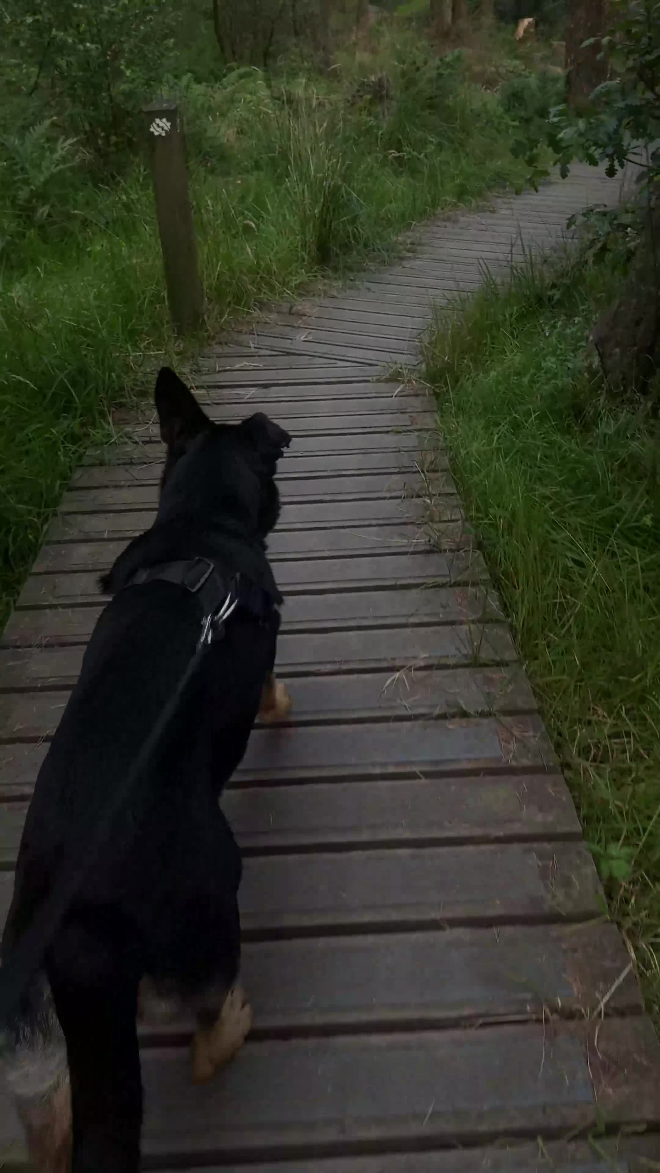 German Shepherd dogs for sale:  Kingston - 6 year old German shepherd (free) - Video 1