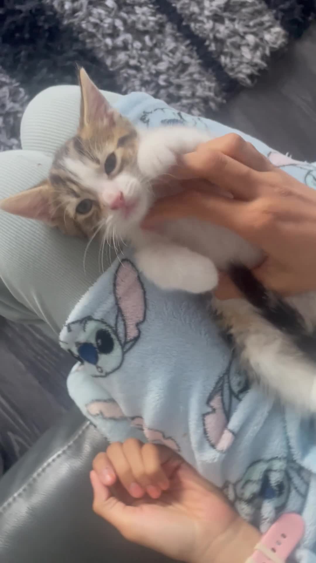 Mixed Breed cats for sale: One Gorgeous kitten  in Birmingham - Video 1