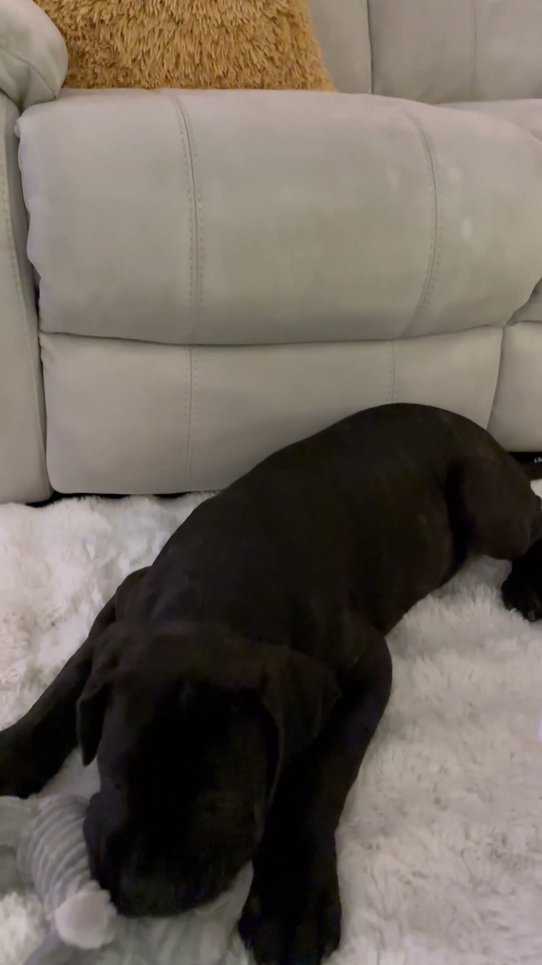 Cane Corso dogs for sale: Only 2 Left | European Champion Bloodline Puppies - Video 1