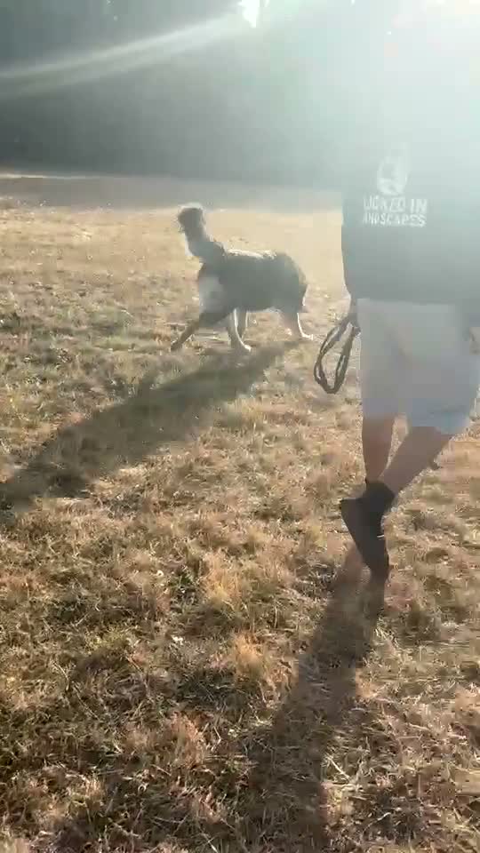 German Shepherd dogs for stud: Moose the German X Caucasian shepherd in Wokingham - Video 1