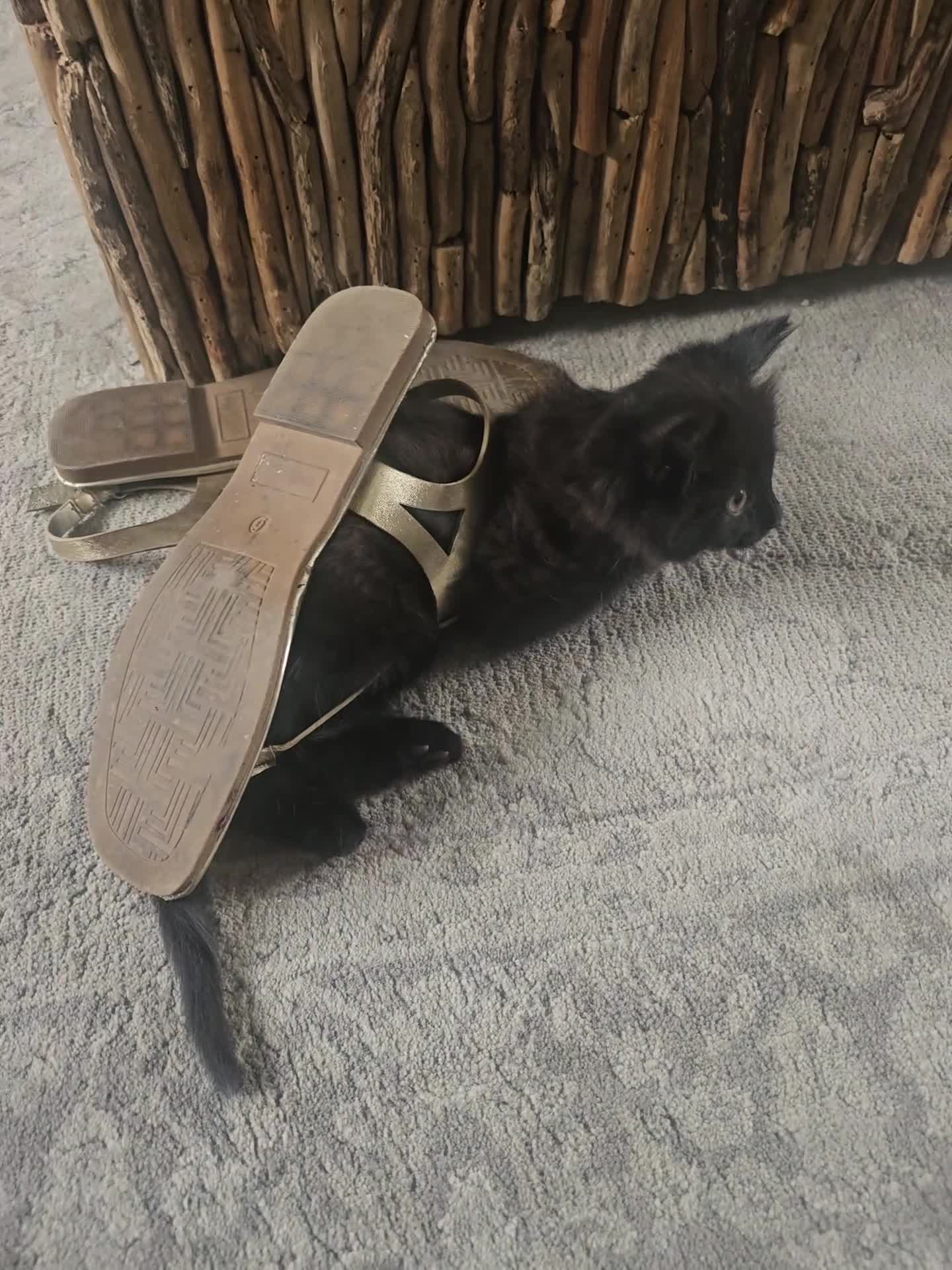 Mixed Breed cats for sale: 4 kittens looking for forever homes - Video 1