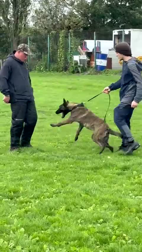 Belgian Shepherd Dog dogs for sale: Dutch shepherd female open to offers  - Video 1
