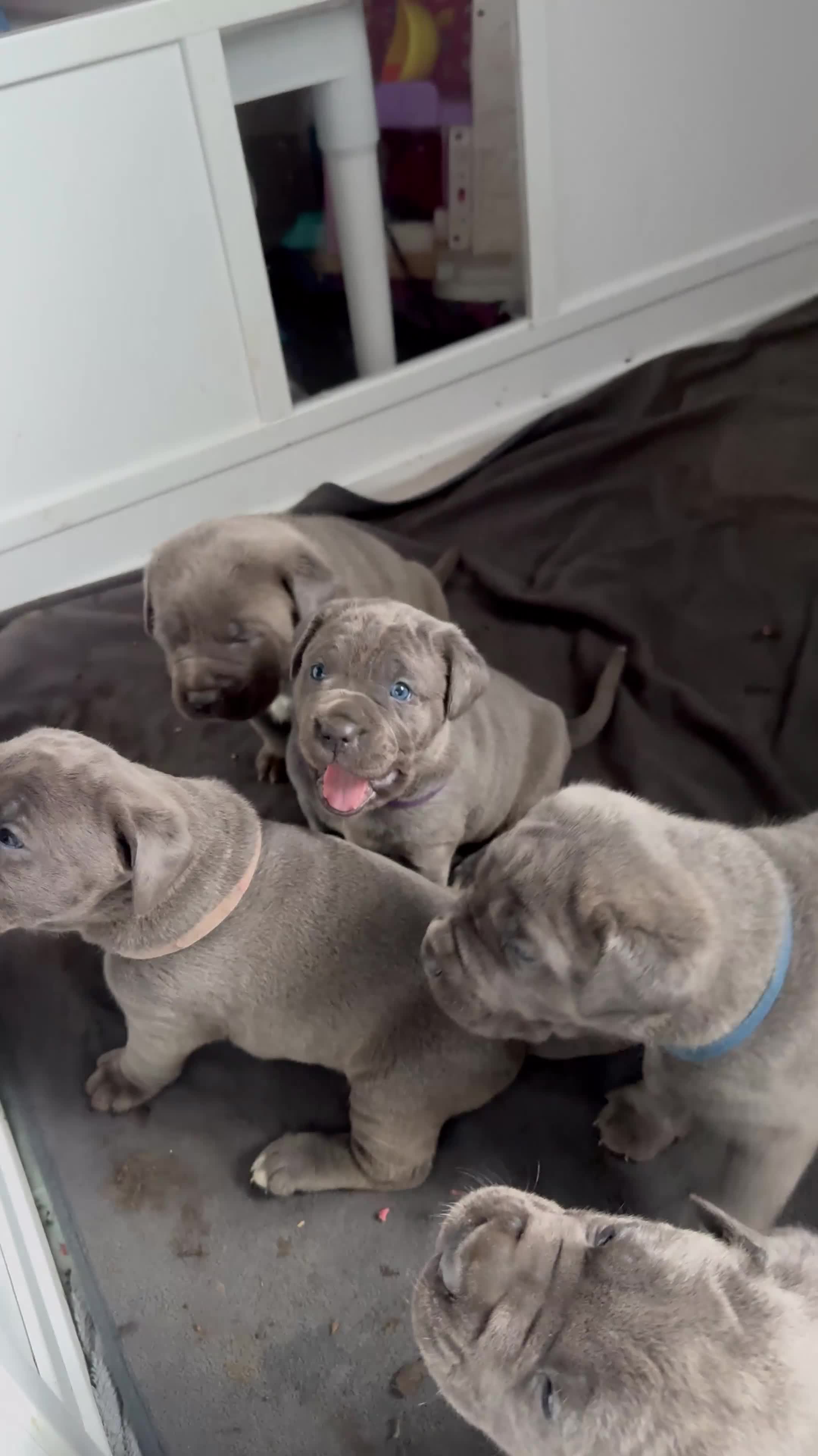 Cane Corso dogs for sale: Champion Bloodline Cane Corso Puppies - Video 2