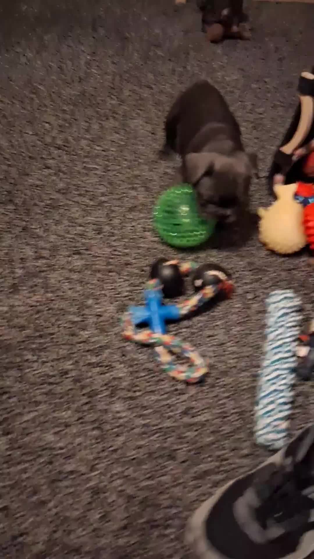 French Bulldog dogs for sale: French bulldogs - Video 3