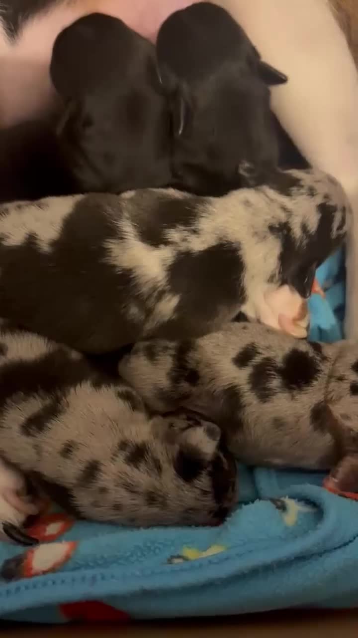 Jack Russell dogs for stud: Ghost - Video 1