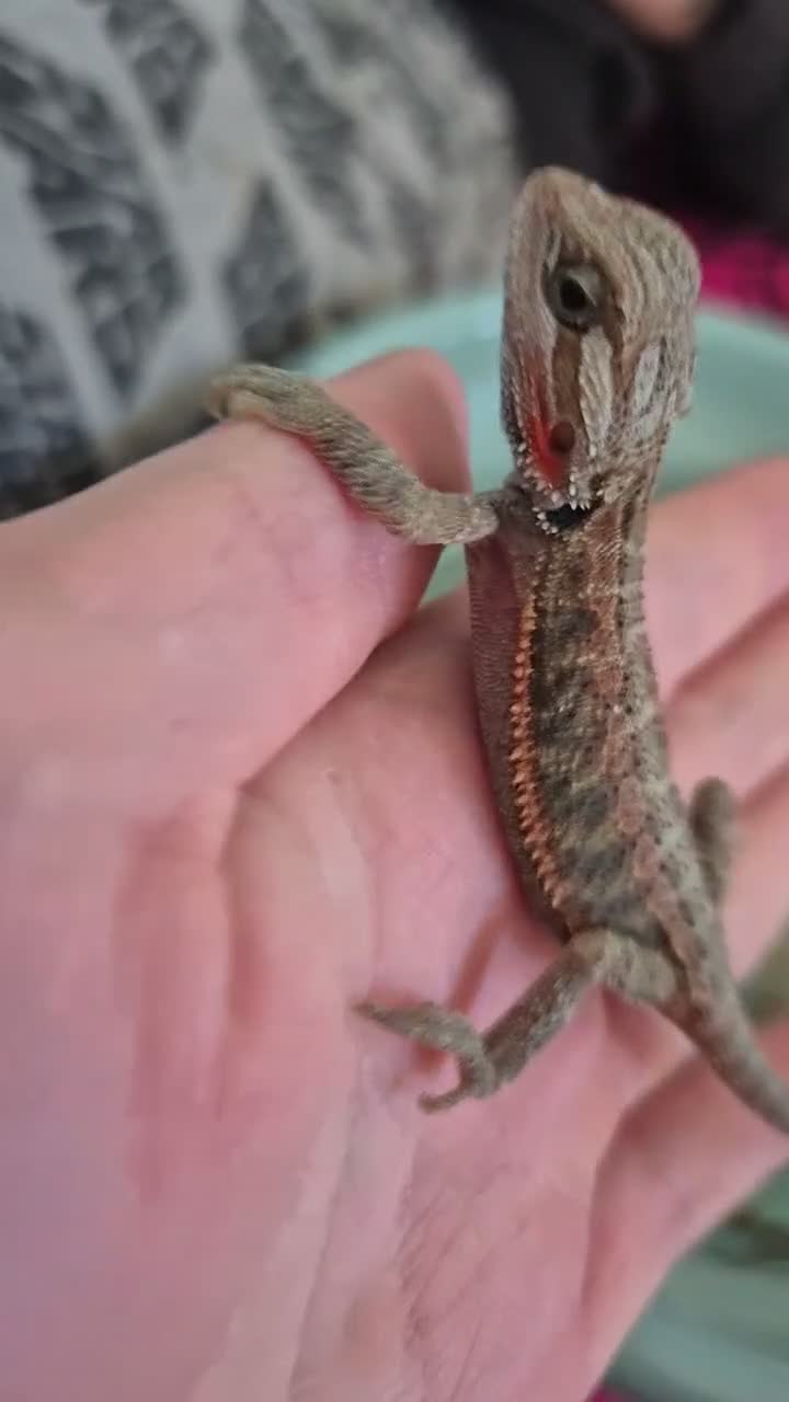 Bearded Dragon reptiles for sale: 100%Het Hypo Baby Bearded Dragons  - Video 2