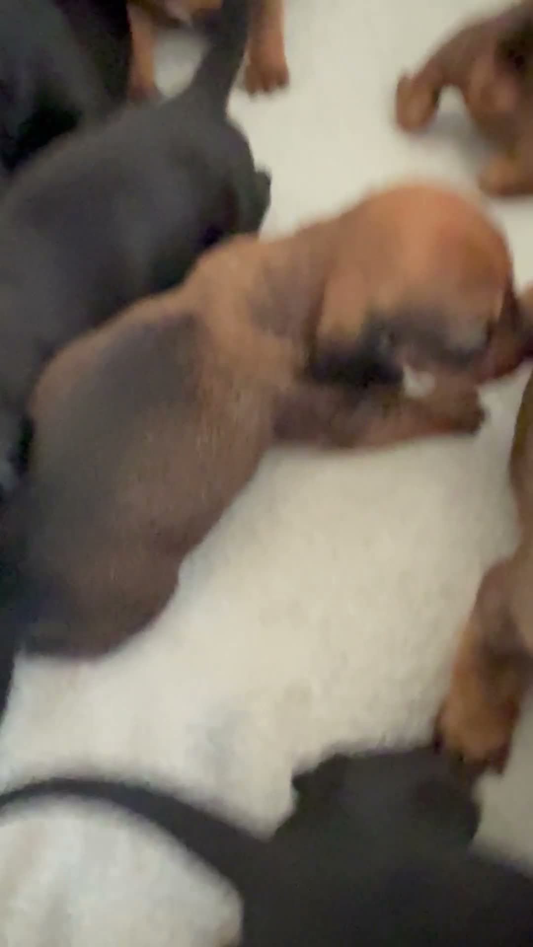 Dachshund dogs for sale: Dachshund puppies  - Video 1