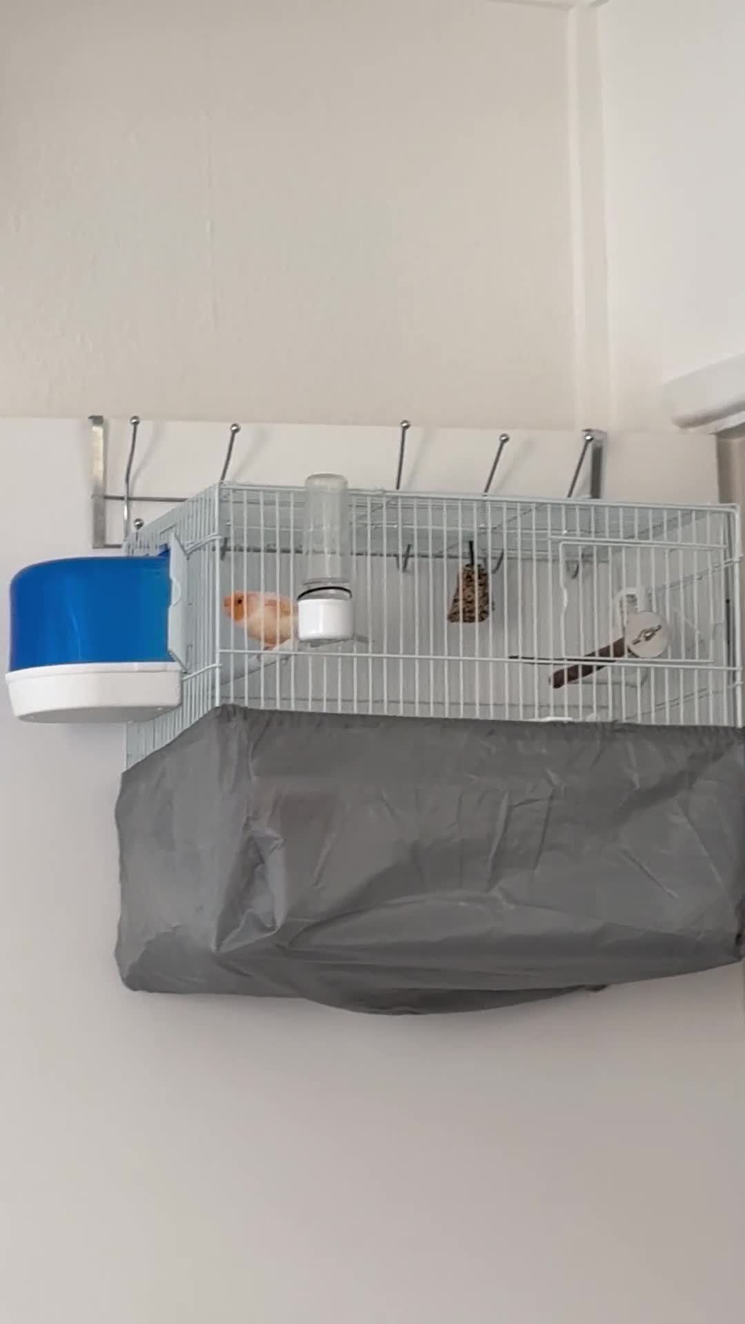 Canaries birds for sale: Healthy Male & Female Canaries with Setup - Video 2