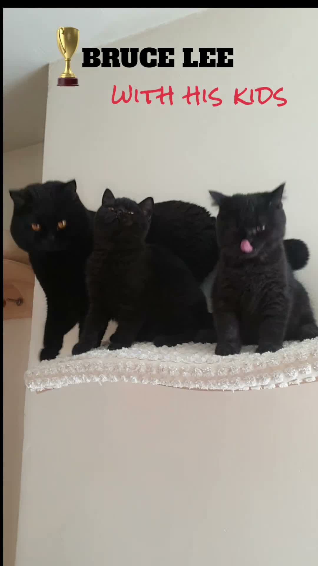 British Shorthair cats for sale: 🏆IMPRESSIVE PEDIGREE BSH KITTENS - Video 1
