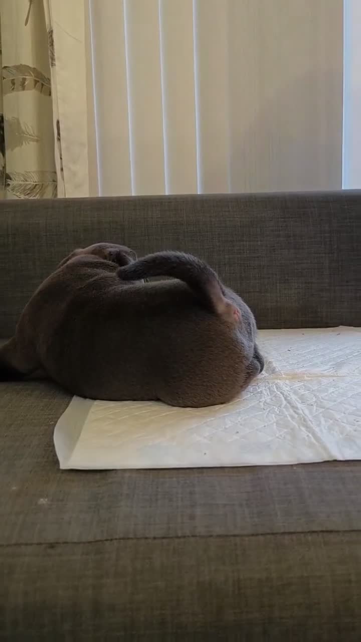 American Bully dogs for sale: American Bully Pocket Puppies ready for new Homes - Video 4
