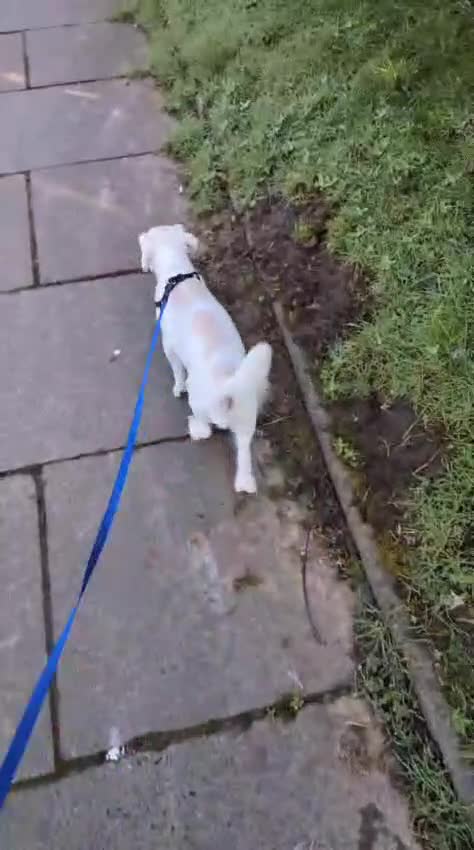 Mixed Breed dogs for adoption: Jason - Video 2