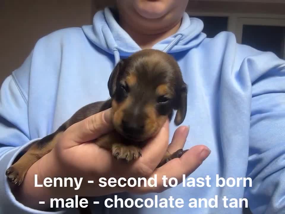 Miniature Dachshund dogs for sale: 5 gorgeous miniature dachshund puppies for sale  - Video 5