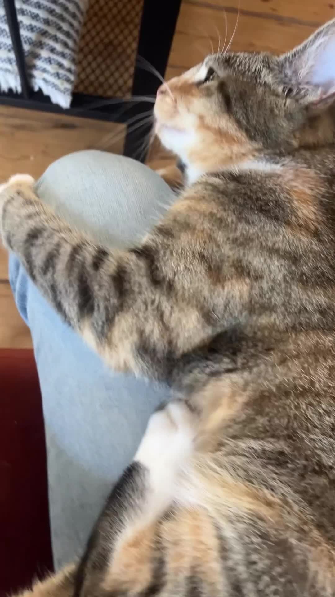 Mixed Breed cats for sale: Beautiful Stella Looking for Her Forever Home 💔 - Video 3