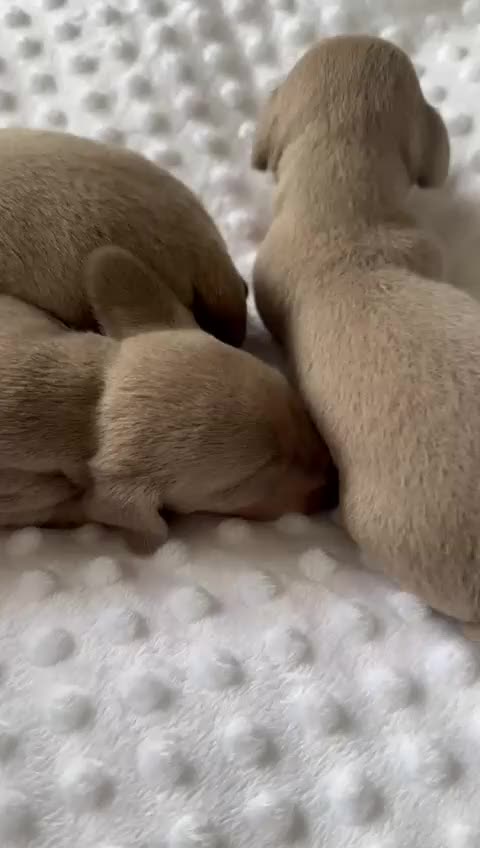 Miniature Dachshund dogs for sale: KC Miniature Isabella Dapple Dachshunds - Video 1