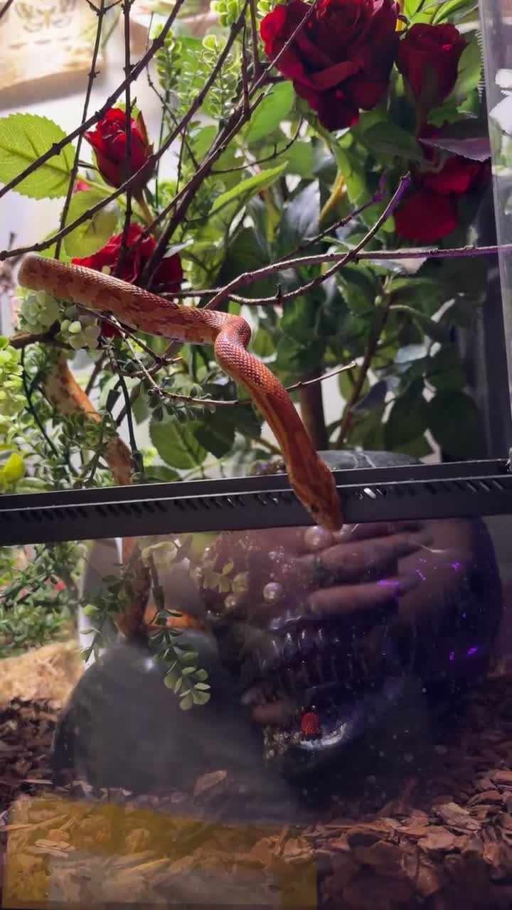 Corn Snake reptiles for sale: Male corn snake - Video 1
