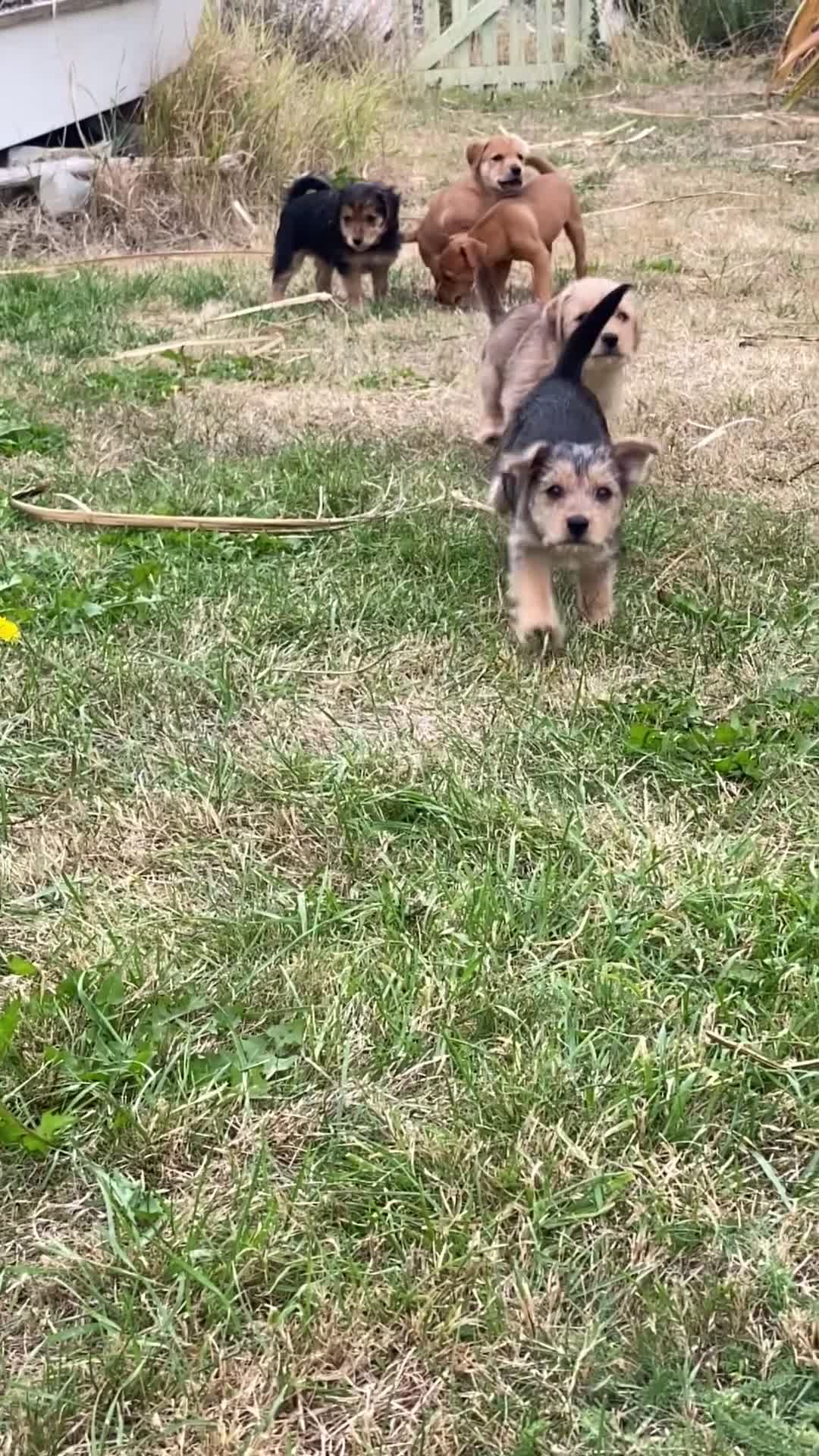 Jack Russell dogs for sale: Jack Russell Puppies  - Video 1