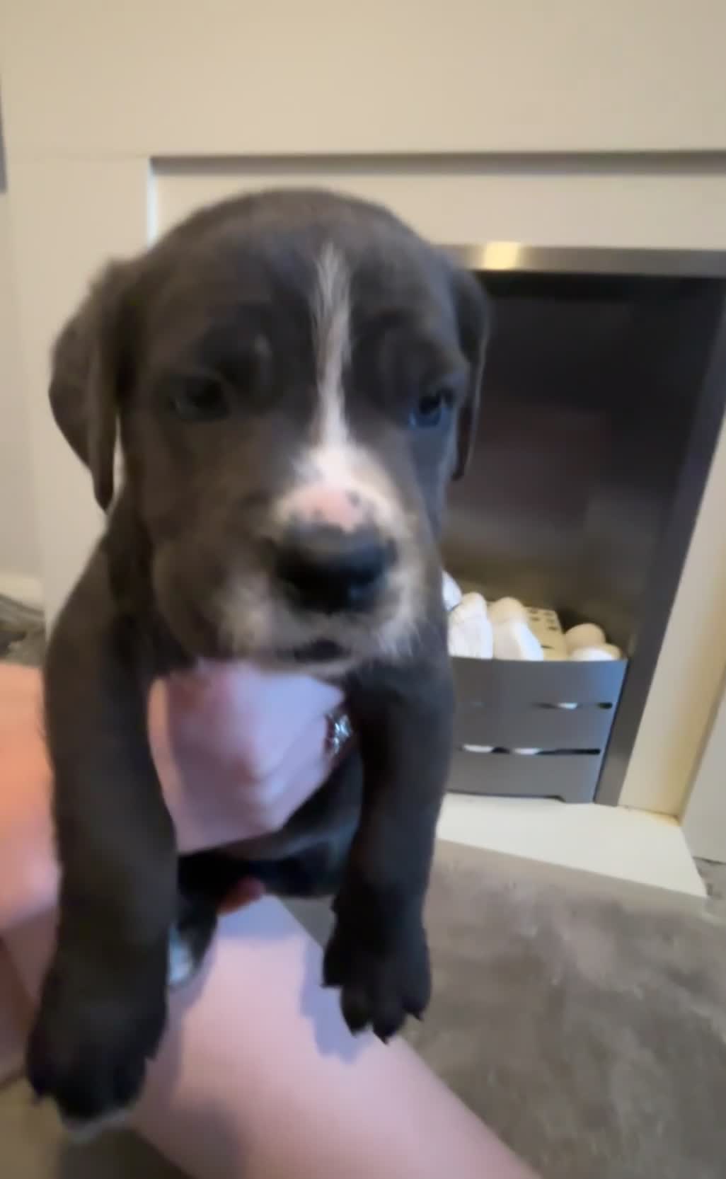 Cane Corso dogs for sale: 4 Pure Cane Corso Puppies Available Now  - Video 2