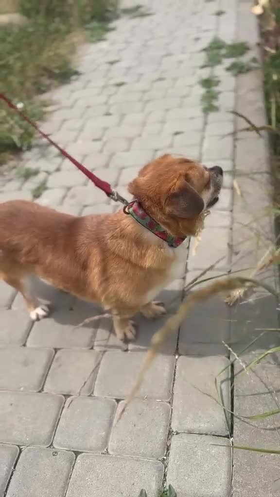 Mixed Breed dogs for adoption: 💙MAXIMILIAN💙: LOVES PEOPLE MORE THAN ANYTHING in Oxford - Video 1