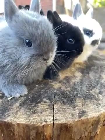 Netherland Dwarf rabbits for sale: Rare Colours Netherland Dwarfs - Video 1
