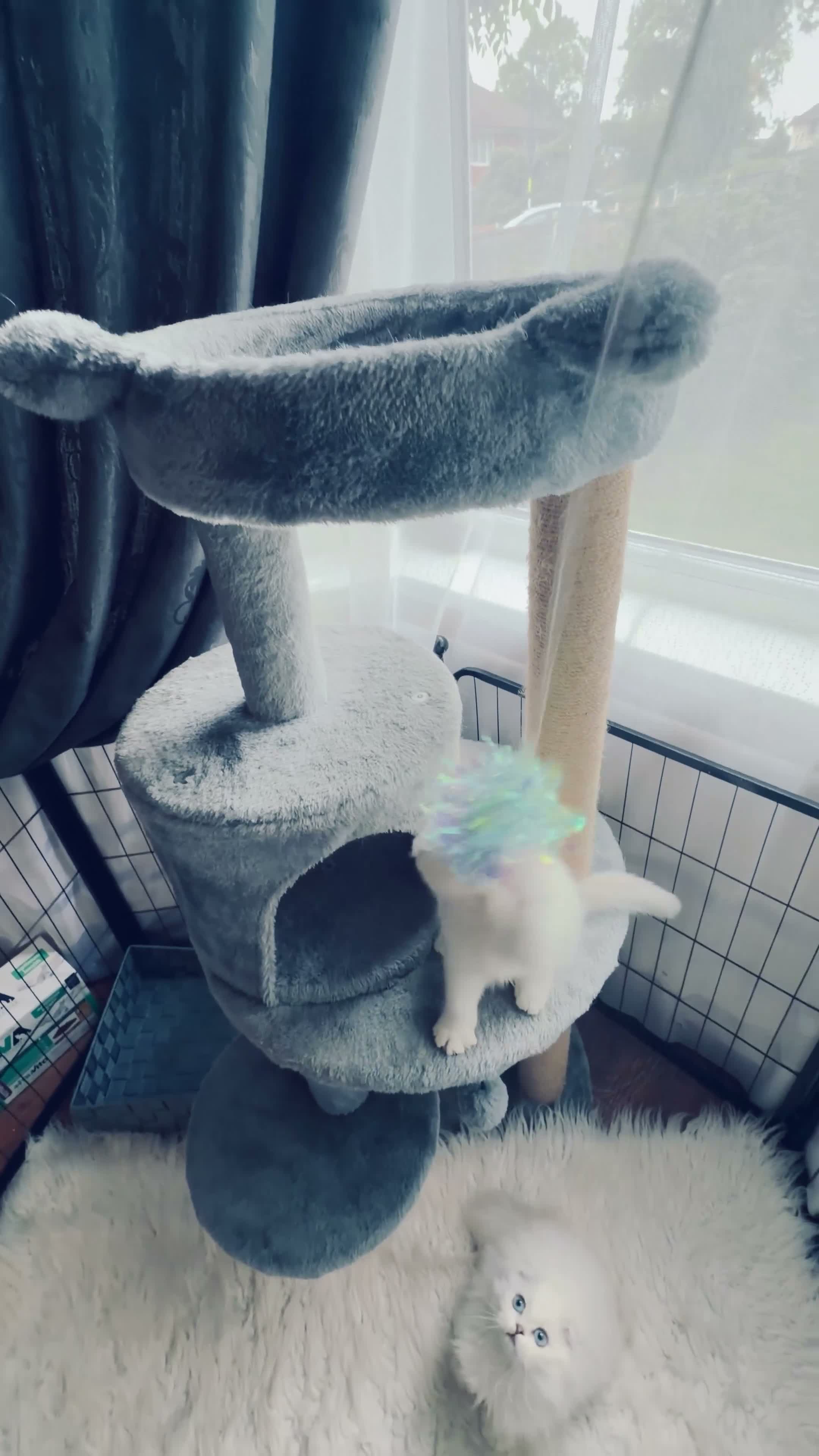 Scottish Fold cats for sale: 💞Beautiful Chinchilla Scottish fold kittens 💞🐾 - Video 2