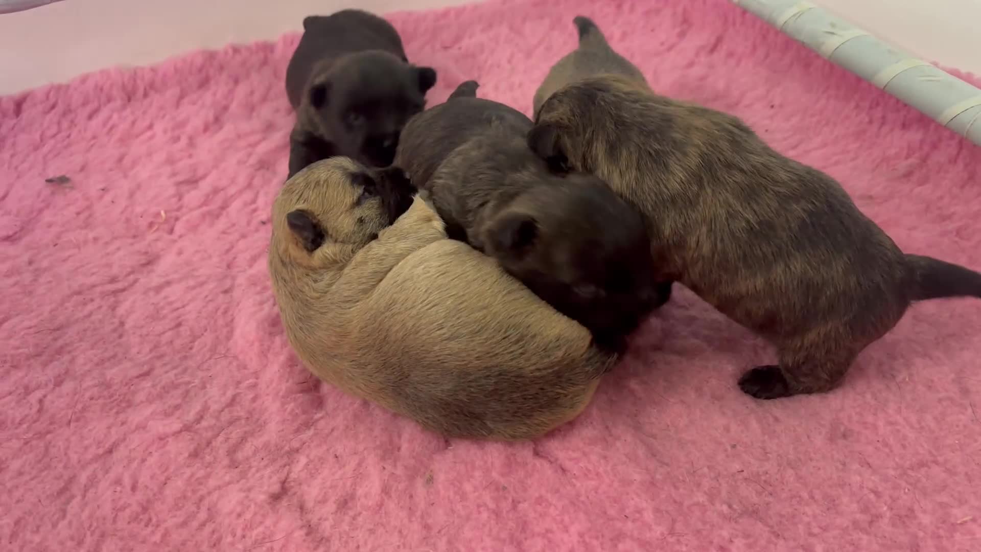 Cairn Terrier dogs for sale: KC Registered Cairn Terrier Pups - Video 1