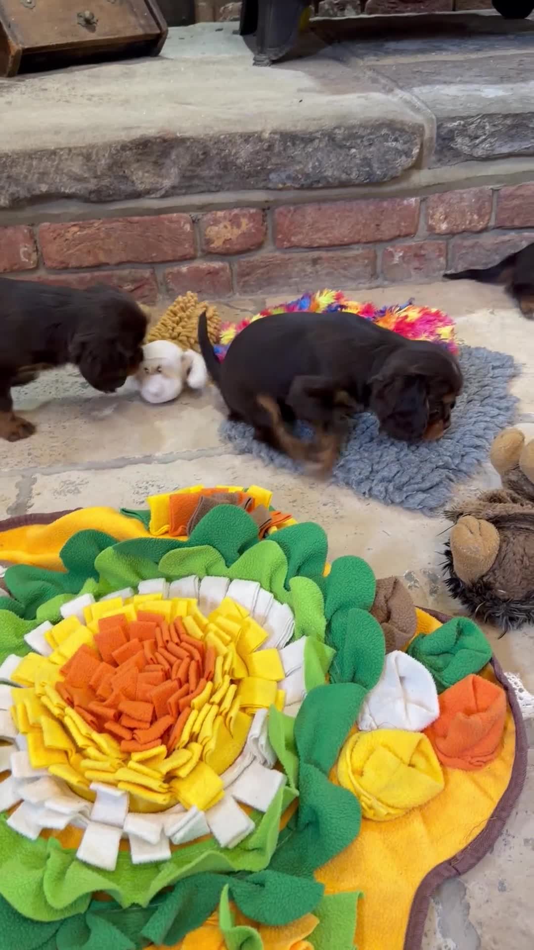 Cavalier King Charles Spaniel dogs for sale: Chocolate and Tan Exst heKth texted puppies  - Video 3