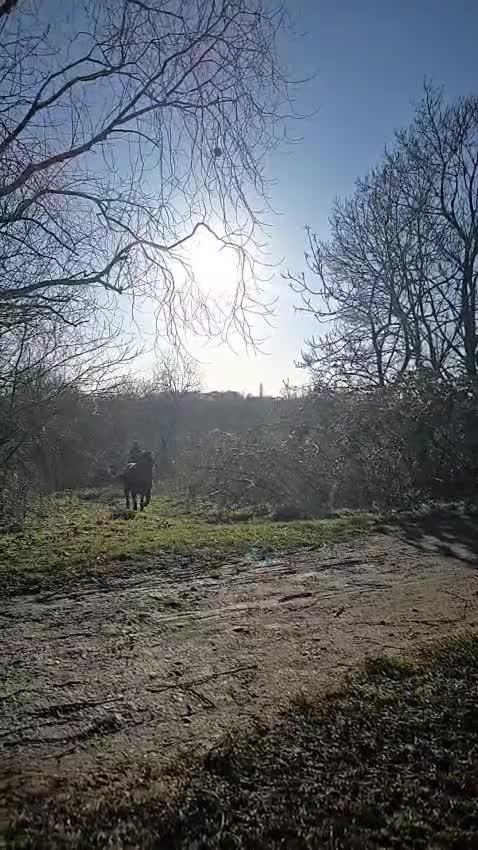 Rottweiler dogs for stud: Champion Bloodline Rottweiler Stud - Video 3
