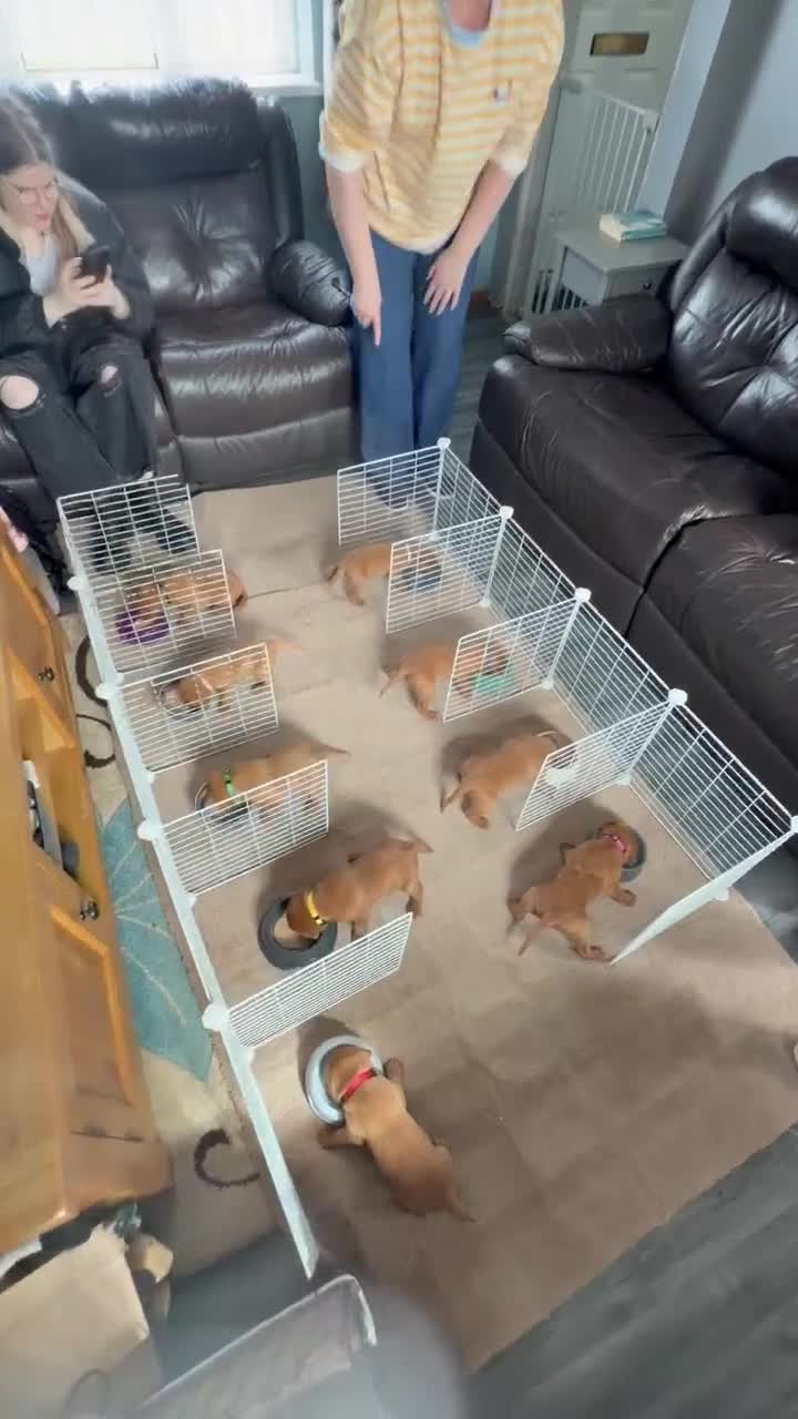 Labrador Retriever dogs for sale: Banksidereds Red Fox Labradors - KC registered  in Spalding - Video 2