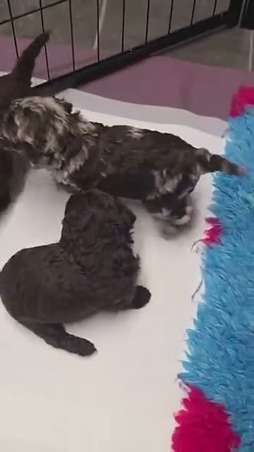 Cockapoo dogs for sale: Extensively health tested parents! F1b toy cockapo in Bishop's Stortford - Video 2