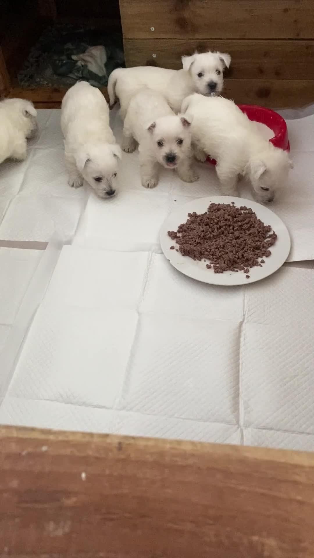 West Highland Terrier dogs for sale: Westie pups - Video 1