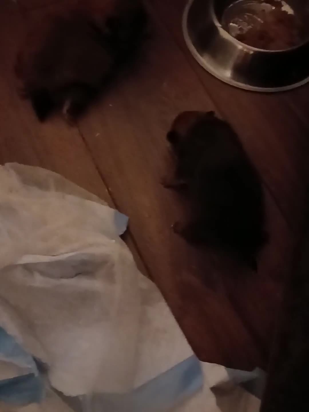 Pomeranian dogs for sale: Pomerian pups  - Video 1