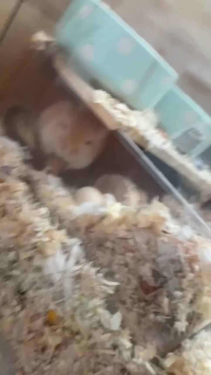 Gerbil rodents for sale: 3 male gerbils - 1 year and 2 months old  in London - Video 2