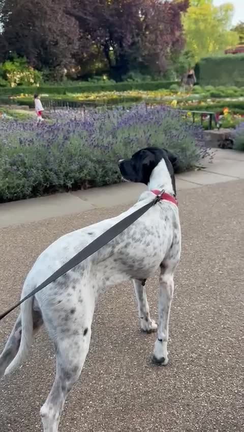 Pointer dogs for sale: Lina: Sweet 4-Year-Old Pointer Needs Loving Home - Video 2