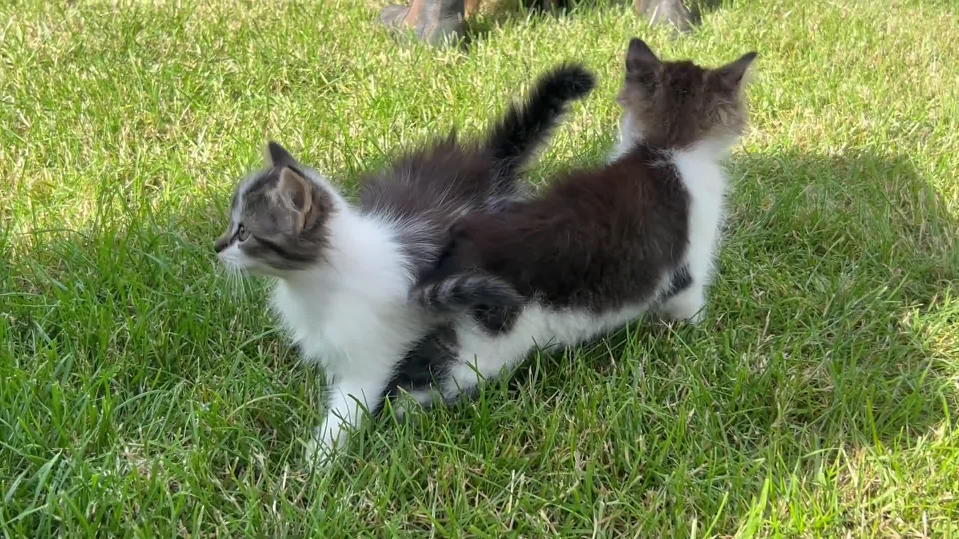 Mixed Breed cats for sale: Long haired kittens male and female  - Video 1