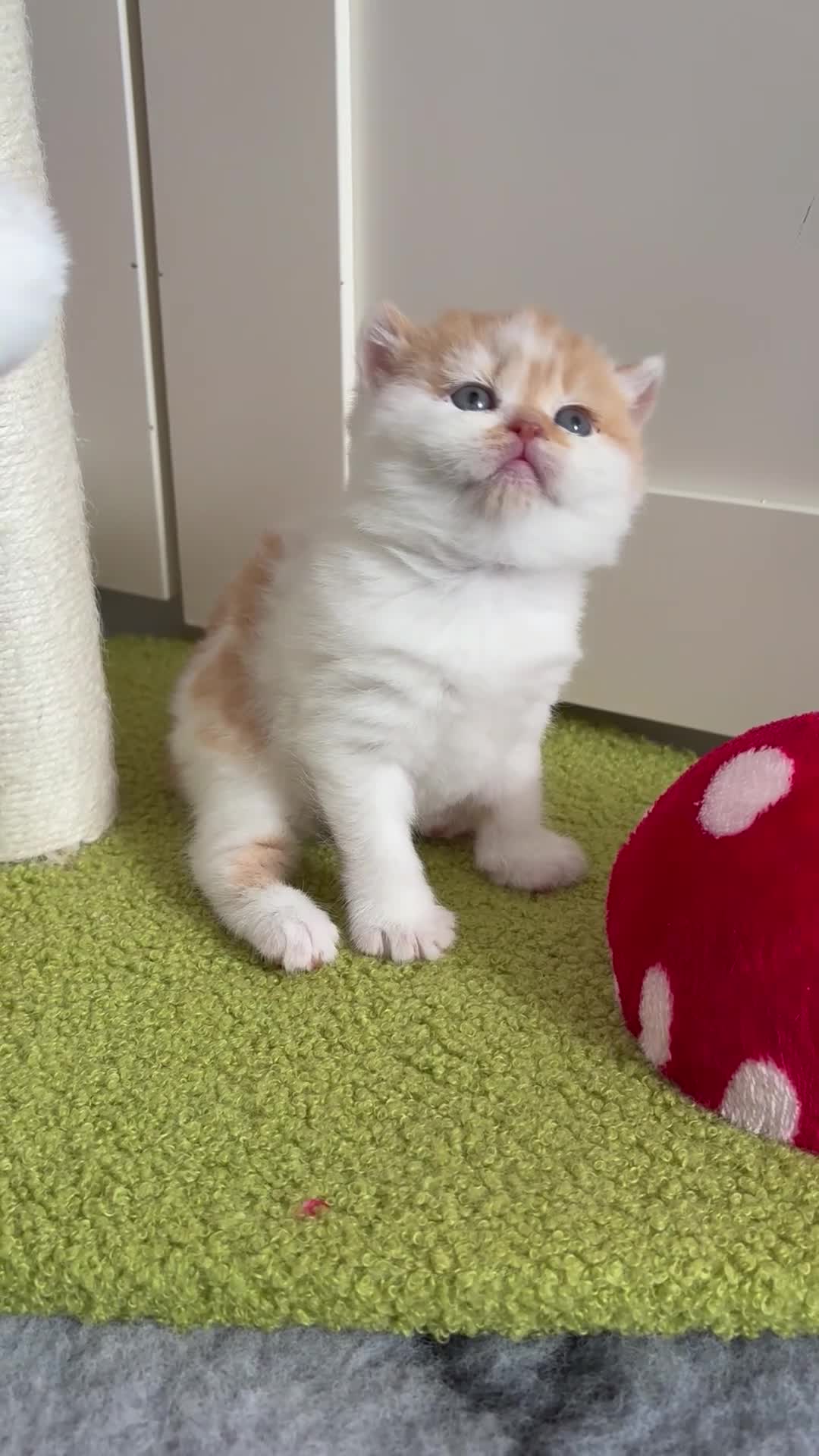British Shorthair cats for sale: Beautiful Gccf registered bsh kittens  - Video 2