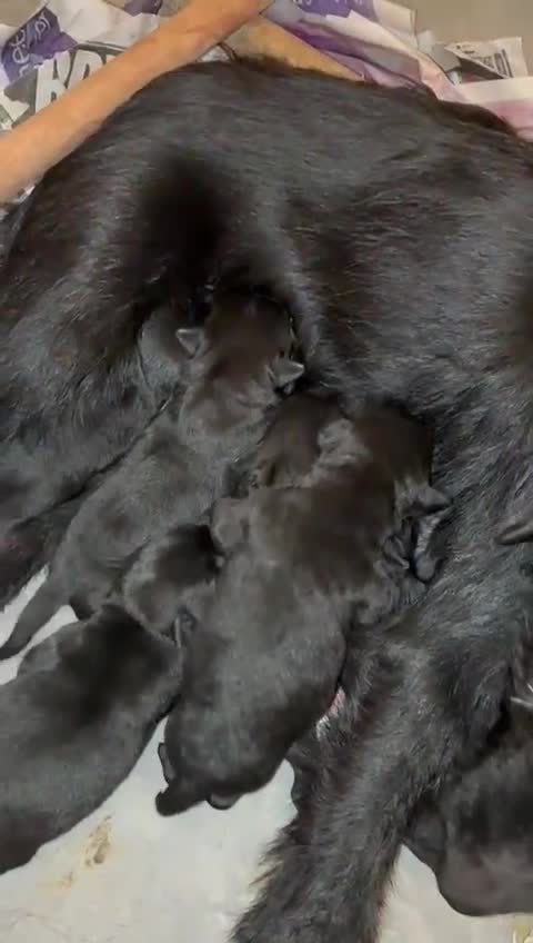 Patterdale Terrier dogs for sale: Patterdale terrier  - Video 1