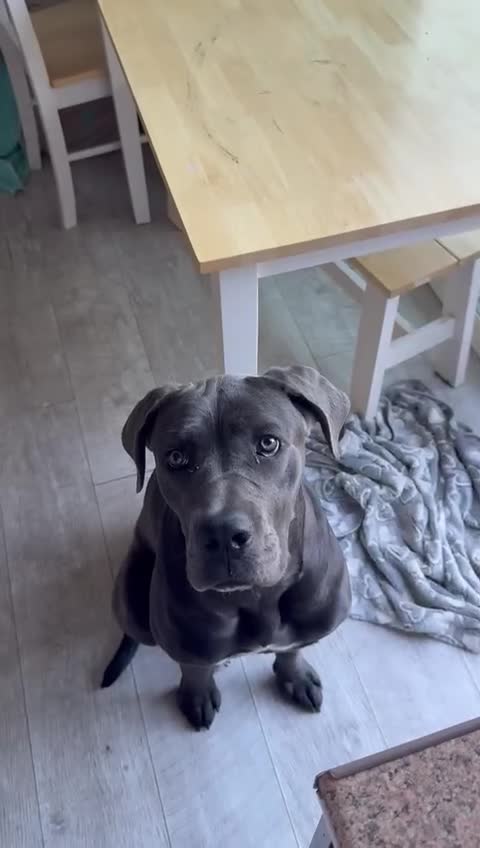Cane Corso dogs for sale: Dior 11 month old Cane Corso  - Video 1