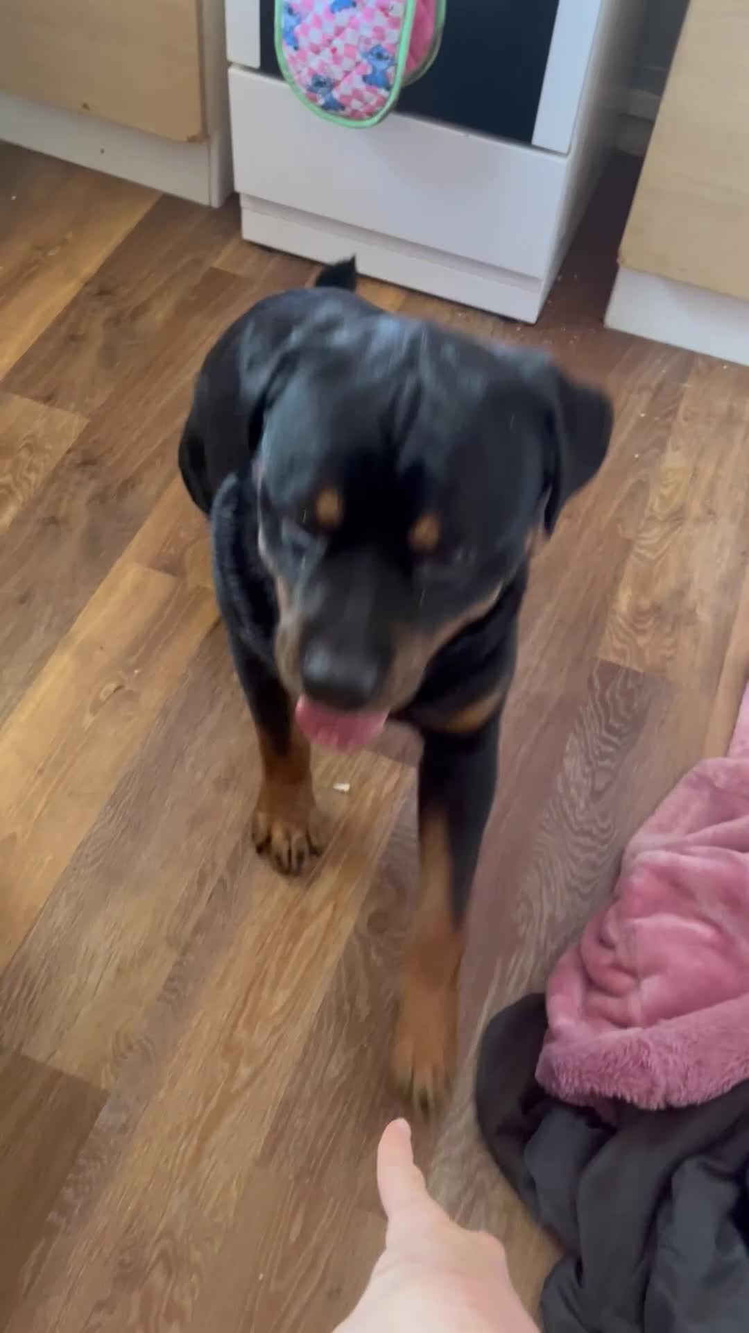 Rottweiler dogs for sale: Dougie, Rottweiler in Bristol - Video 1