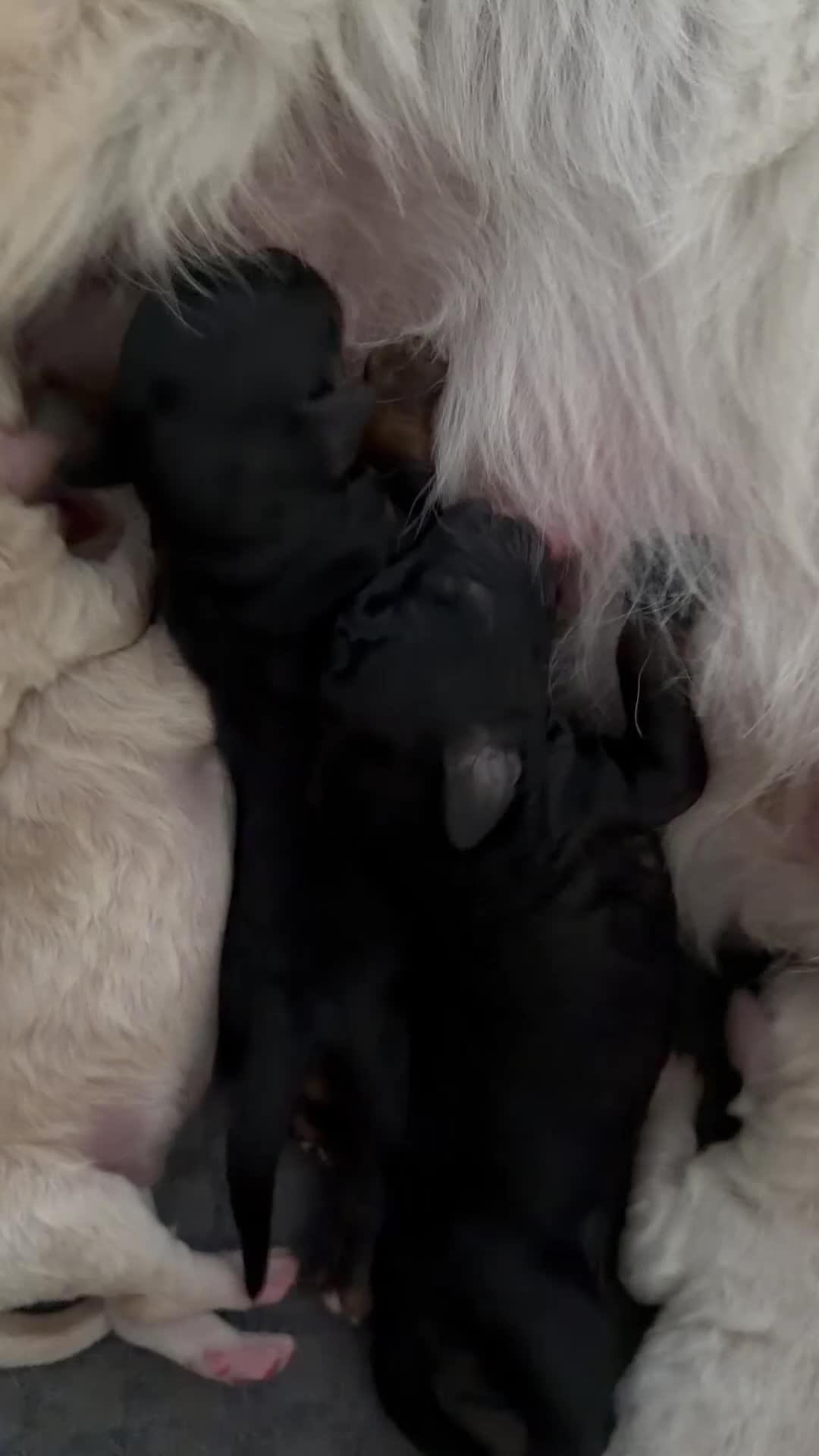 Mini Goldendoodle dogs for sale: F1b Mini Goldendoodle Puppies. Ready to Reserve 🤍 - Video 3