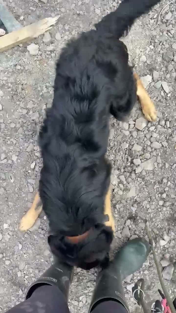German Shepherd dogs for sale: German shepard pup in Wolverhampton - Video 1