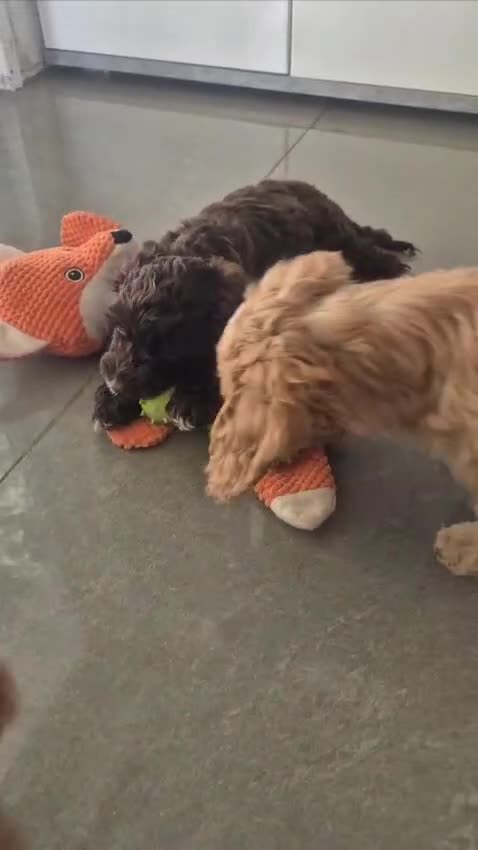 Cockapoo dogs for sale: F1 cockapoo - Ready Now - Video 1