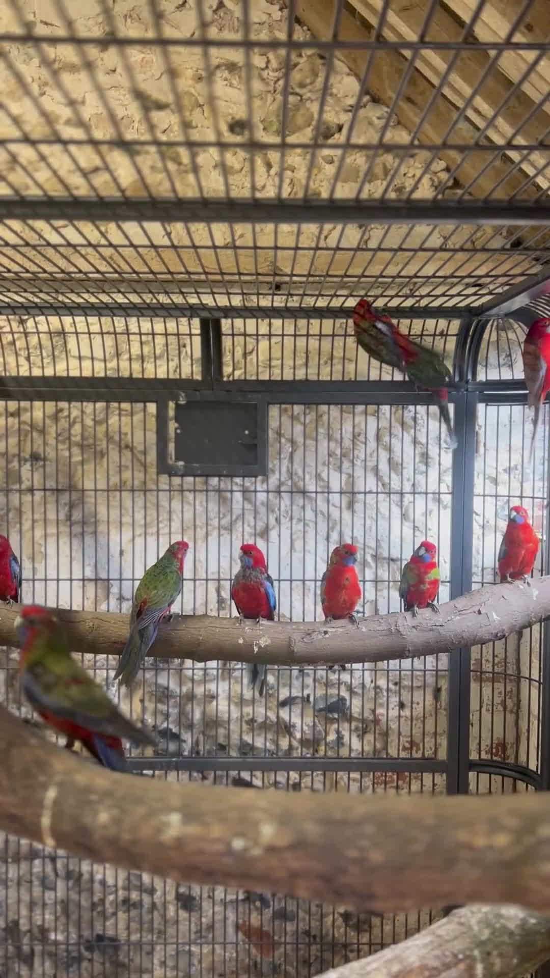 Parakeets birds for sale: Pennants in Newmarket - Video 1