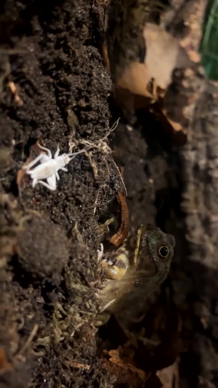 Frog reptiles for sale: 2 chaco horned frogs with full setup - Video 2
