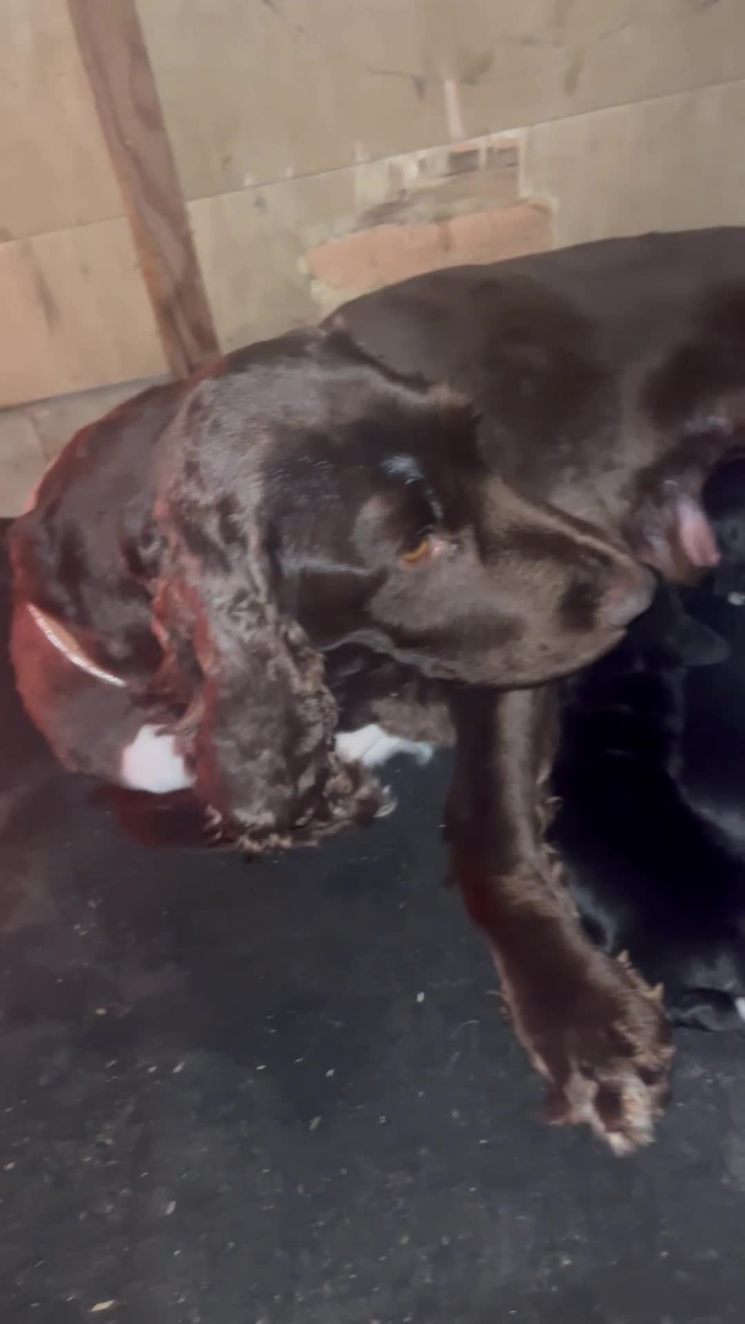 Cockalier dogs for sale: ‼️‼️Best ** grift ever‼️‼️ - Video 1