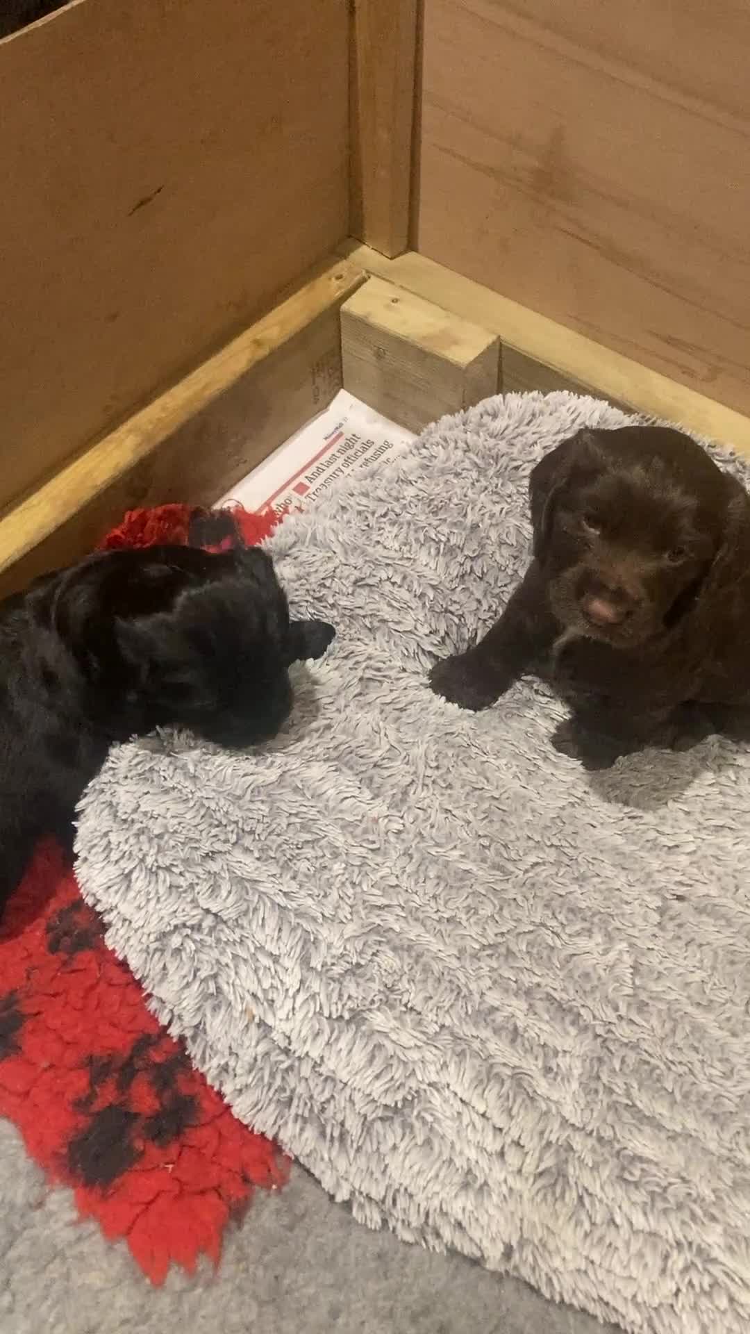 Cocker Spaniel dogs for sale: Working Cocker Spaniels - Video 1